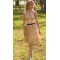 Short Lace Appliques Knee Length Homecoming Party Prom Dresses 3021568